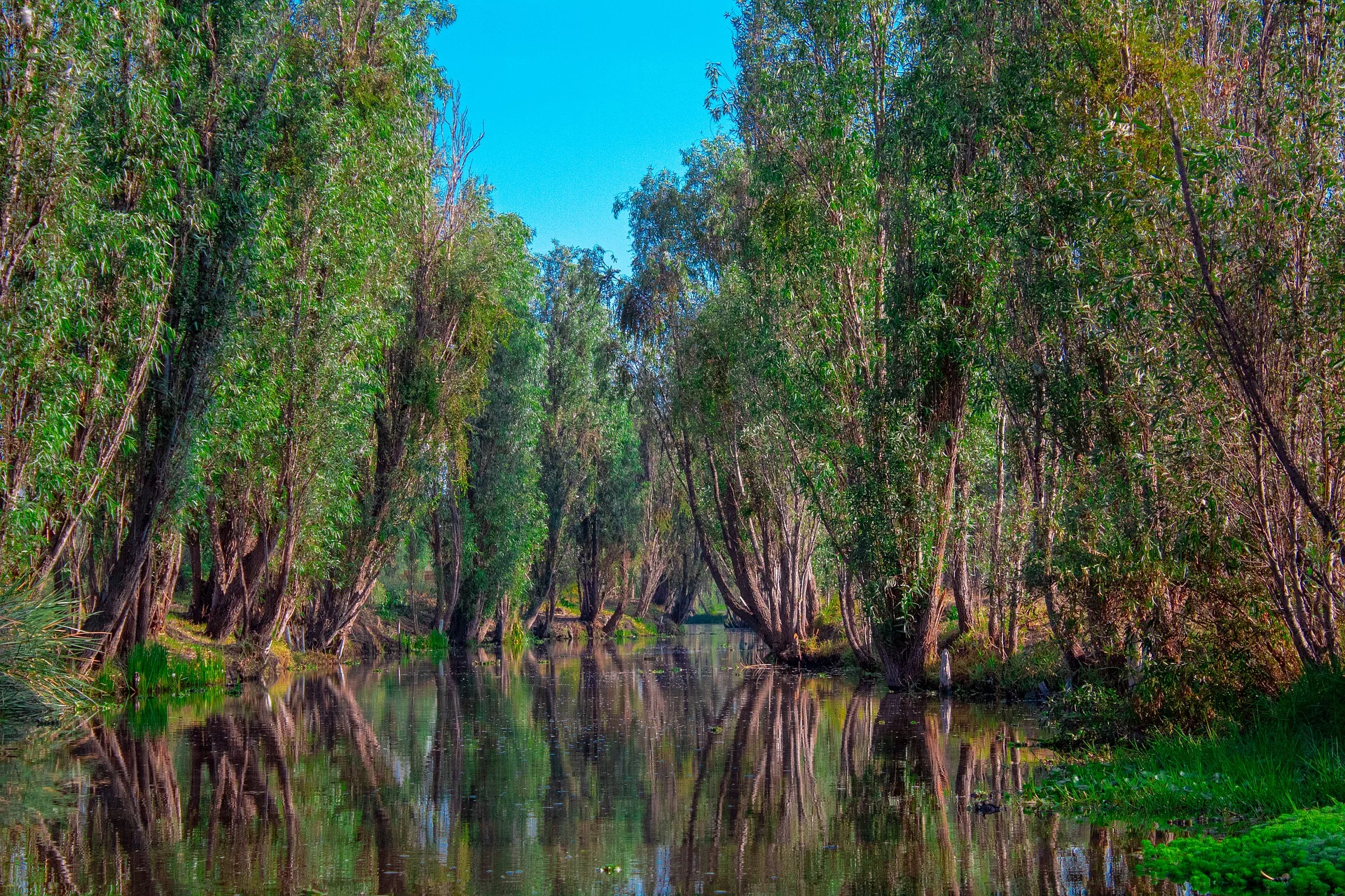 Portada que hacer en Xochimilco