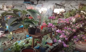 POST MERCADO DE FLORES DE MADRESELVA