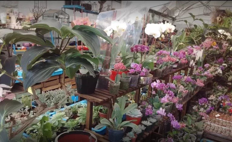 POST MERCADO DE FLORES DE MADRESELVA