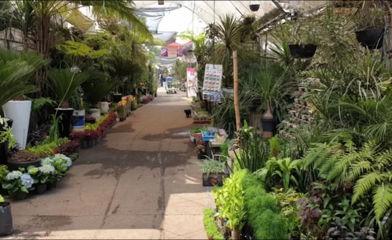 Mercado de flores de cuemanco en Xochimilco ¿Qué hacer, como llegar y costos?