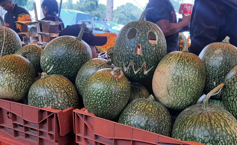 Competencia de calabazas y chilacayotes en día de muertos en Xochimilco Competencia de calabazas y chilacayotes en día de muertos en Xochimilco